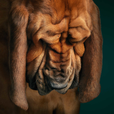 其他.哈苏大师获奖作品集.2021.专家评审团.Tim Flach.个人项目.狗神的摄影作品-Bloodhound-looking-down-Final-1600x1600