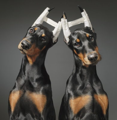 其他.哈苏大师获奖作品集.2021.专家评审团.Tim Flach.个人项目.狗神的摄影作品-Doberman-Couple2-1564x1600