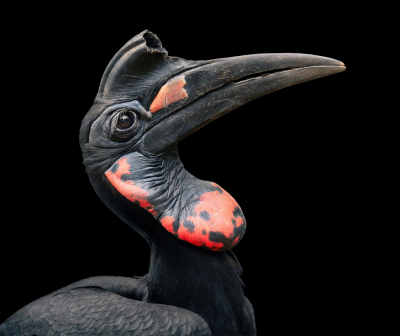 其他.哈苏大师获奖作品集.2021.专家评审团.Tim Flach.个人项目.鸟类的摄影作品-Abyssinian-Ground-Hornbill-1600x1347