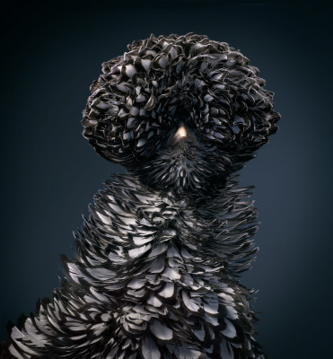 其他.哈苏大师获奖作品集.2021.专家评审团.Tim Flach.个人项目.鸟类的摄影作品-Bantam-Silver-Laced-Frizzle-Polish-ChickenHen-1485x1600