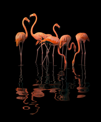 其他.哈苏大师获奖作品集.2021.专家评审团.Tim Flach.个人项目.鸟类的摄影作品-Flamboyance-x-1323x1600