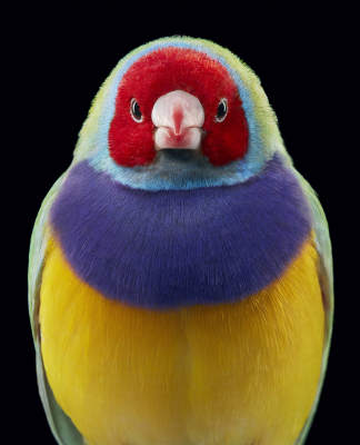 其他.哈苏大师获奖作品集.2021.专家评审团.Tim Flach.个人项目.鸟类的摄影作品-Gouldian-Finch-x-1297x1600