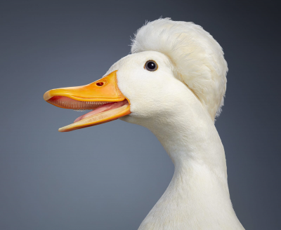其他.哈苏大师获奖作品集.2021.专家评审团.Tim Flach.个人项目.鸟类的摄影作品-Miniature-Crested-Duck-x-1600x1314