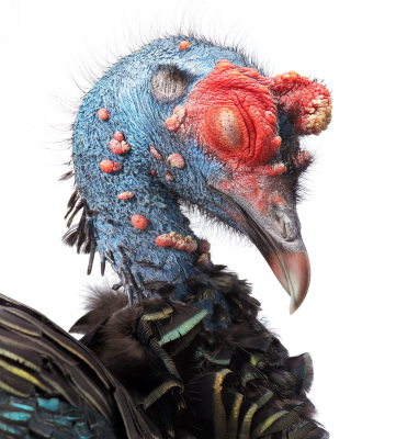 其他.哈苏大师获奖作品集.2021.专家评审团.Tim Flach.个人项目.鸟类的摄影作品-Ocellated-Turkey-Profile-Portrait-_-Abstract-x-1445x1600