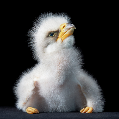 其他.哈苏大师获奖作品集.2021.专家评审团.Tim Flach.个人项目.鸟类的摄影作品-Stellers-Sea-Eagle-x-72dpi-1600x1600