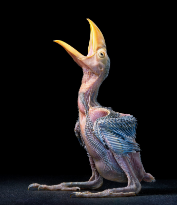 其他.哈苏大师获奖作品集.2021.专家评审团.Tim Flach.个人项目.鸟类的摄影作品-Toco-Toucan-Chick-24-days-1380x1600
