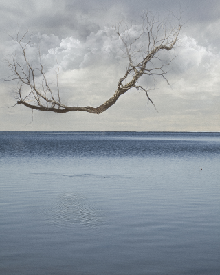 其他.哈苏大师获奖作品集.2021.野生动物.Alice Zilberberg.个人项目.2008-2011的摄影作品-20100325_0048__26_2-8by10