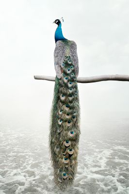 其他.哈苏大师获奖作品集.2021.野生动物.Alice Zilberberg.个人项目.沉思的摄影作品-alicezilberberg_patiencepeacok