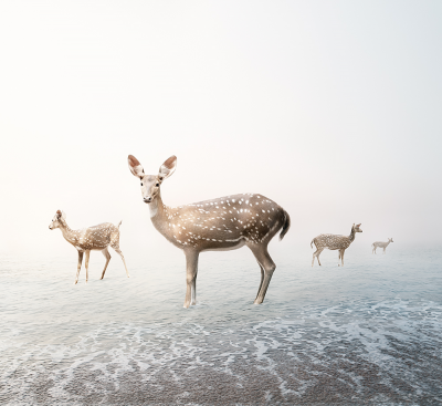 其他.哈苏大师获奖作品集.2021.野生动物.Alice Zilberberg.个人项目.沉思的摄影作品-alicezilbeberg_staymedeer