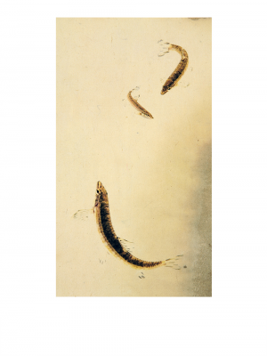 其他.韩国摄影师作品合集.Kim Shinwook.EH_HAE_DOE,_어해도_2007_–_SHINWOOKKIM的摄影作品-10001