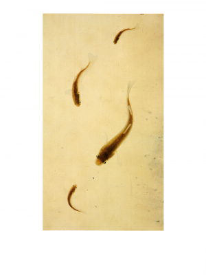 其他.韩国摄影师作品合集.Kim Shinwook.EH_HAE_DOE,_어해도_2007_–_SHINWOOKKIM的摄影作品-10002
