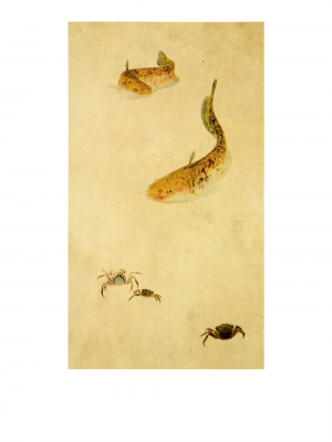其他.韩国摄影师作品合集.Kim Shinwook.EH_HAE_DOE,_어해도_2007_–_SHINWOOKKIM的摄影作品-10003