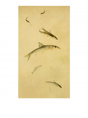 其他.韩国摄影师作品合集.Kim Shinwook.EH_HAE_DOE,_어해도_2007_–_SHINWOOKKIM的摄影作品-10004
