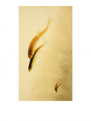 其他.韩国摄影师作品合集.Kim Shinwook.EH_HAE_DOE,_어해도_2007_–_SHINWOOKKIM的摄影作品-10005