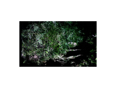 其他.韩国摄影师作品合集.Kim Shinwook.GRASS_MESSENGER_2013_–_SHINWOOKKIM的摄影作品-10011