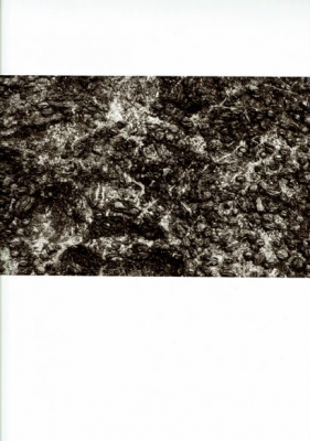 其他.韩国摄影师作品合集.Kim Shinwook.树_2005_–_Shinwookim的摄影作品-10001
