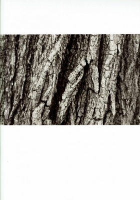 其他.韩国摄影师作品合集.Kim Shinwook.树_2005_–_Shinwookim的摄影作品-10005