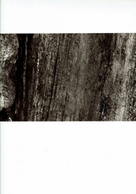 其他.韩国摄影师作品合集.Kim Shinwook.树_2005_–_Shinwookim的摄影作品-10007