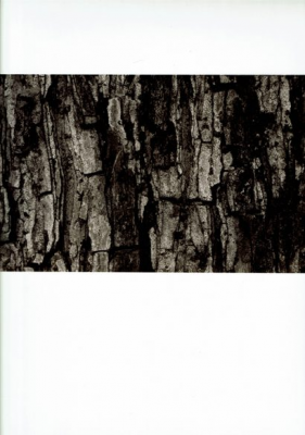 其他.韩国摄影师作品合集.Kim Shinwook.树_2005_–_Shinwookim的摄影作品-10009