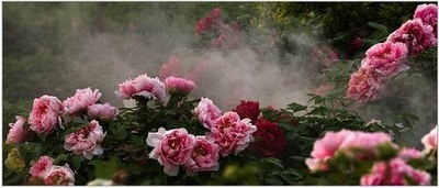 夏花的写真