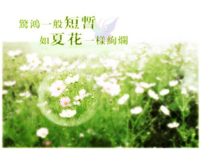 夏花的写真