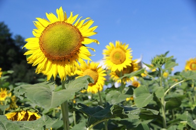 夏花的写真-夏花-永康论坛-金华19楼