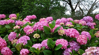 夏花的写真-【v粉摄影组】【xshot】夏花