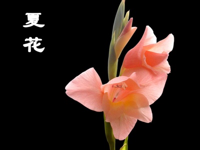 夏花的写真-夏花- 中国橡树摄影爱好者俱乐部