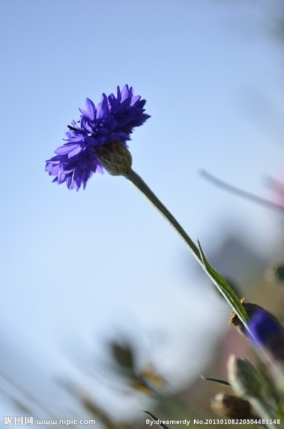 夏花的写真-夏花摄影图__花草_生物世界
