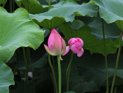 夏花的写真-夏花-永康论坛-金华19楼