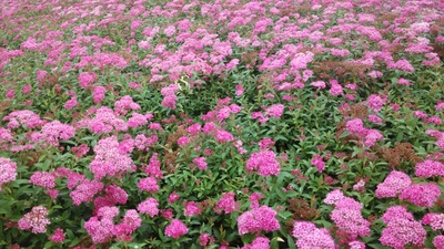 夏花的写真-【v粉摄影组】【xshot】夏花