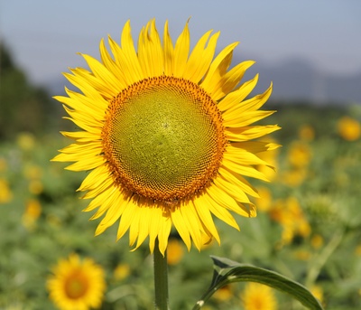 夏花的写真-夏花-永康论坛-金华19楼