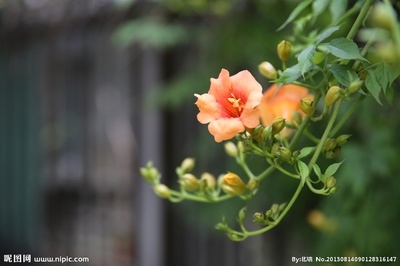 夏花的写真-夏花摄影图__花草_生物世界