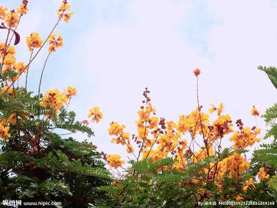 夏花的写真-夏花摄影图__花草_生物世界