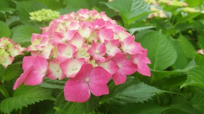 夏花的写真-【v粉摄影组】【xshot】夏花