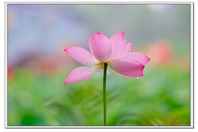 夏花的写真-【灿烂夏花】雨中荷影瑟琶湾