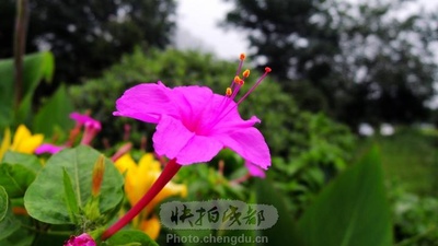 夏花的写真-夏花by 拍客方勇8590 快拍作品