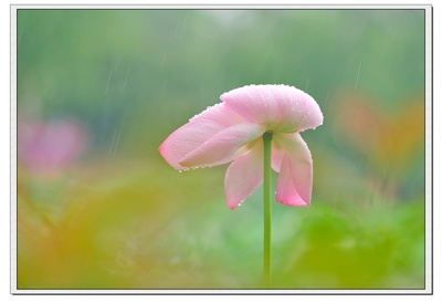 夏花的写真-【灿烂夏花】雨中荷影瑟琶湾