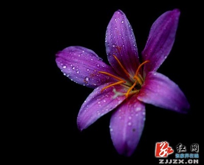 夏花的写真-夏花--- 张家界旅游 张家界在线新闻网