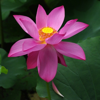 夏花的写真-夏花- 东湖, 荷花 - wh161xd