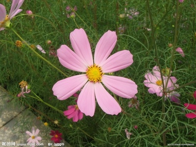 夏花的写真-夏花摄影图__花草_生物世界