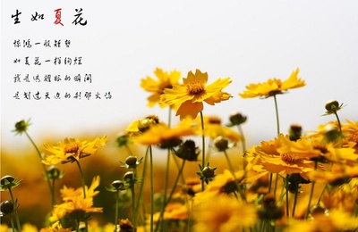 夏花的写真-如今的夏花,绚烂依然