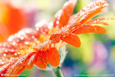 夏花的写真-夏花摄影图__花草_生物世界