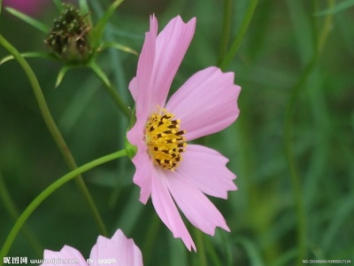夏花的写真-夏花摄影图__花草_生物世界