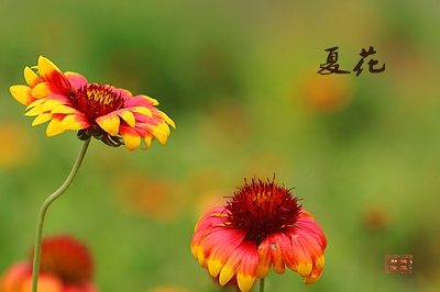 夏花的写真-【夏花摄影图片】生态摄影