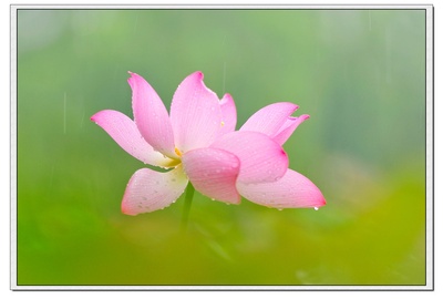 夏花的写真-【灿烂夏花】雨中荷影瑟琶湾