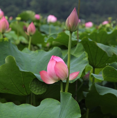 夏花的写真-夏花-永康论坛-金华19楼