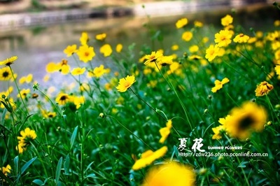 夏花的写真-[夏花图] 夏目友人帐bl肉图