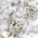 樱花(Cherry Blossom)
