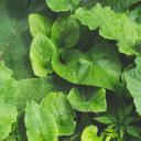 绿色(Green)